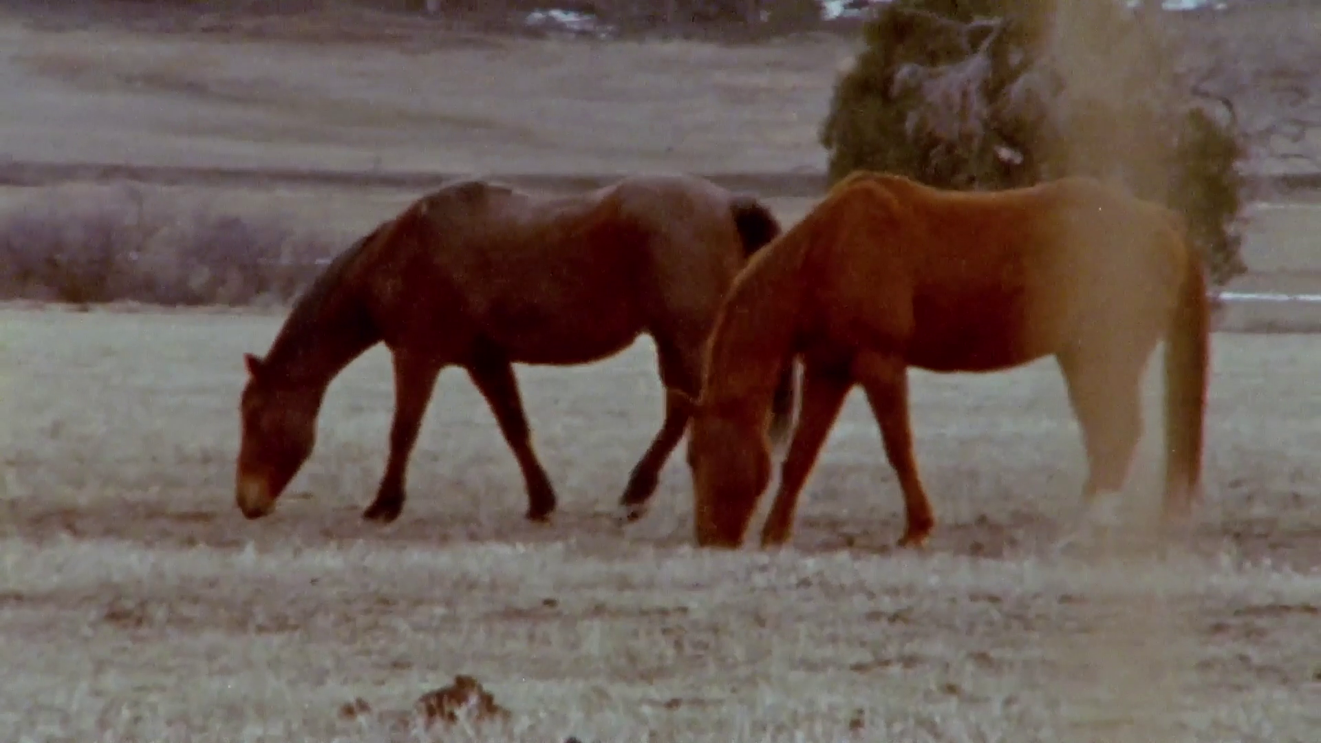 Announcement: UDVFF Special Screening #1