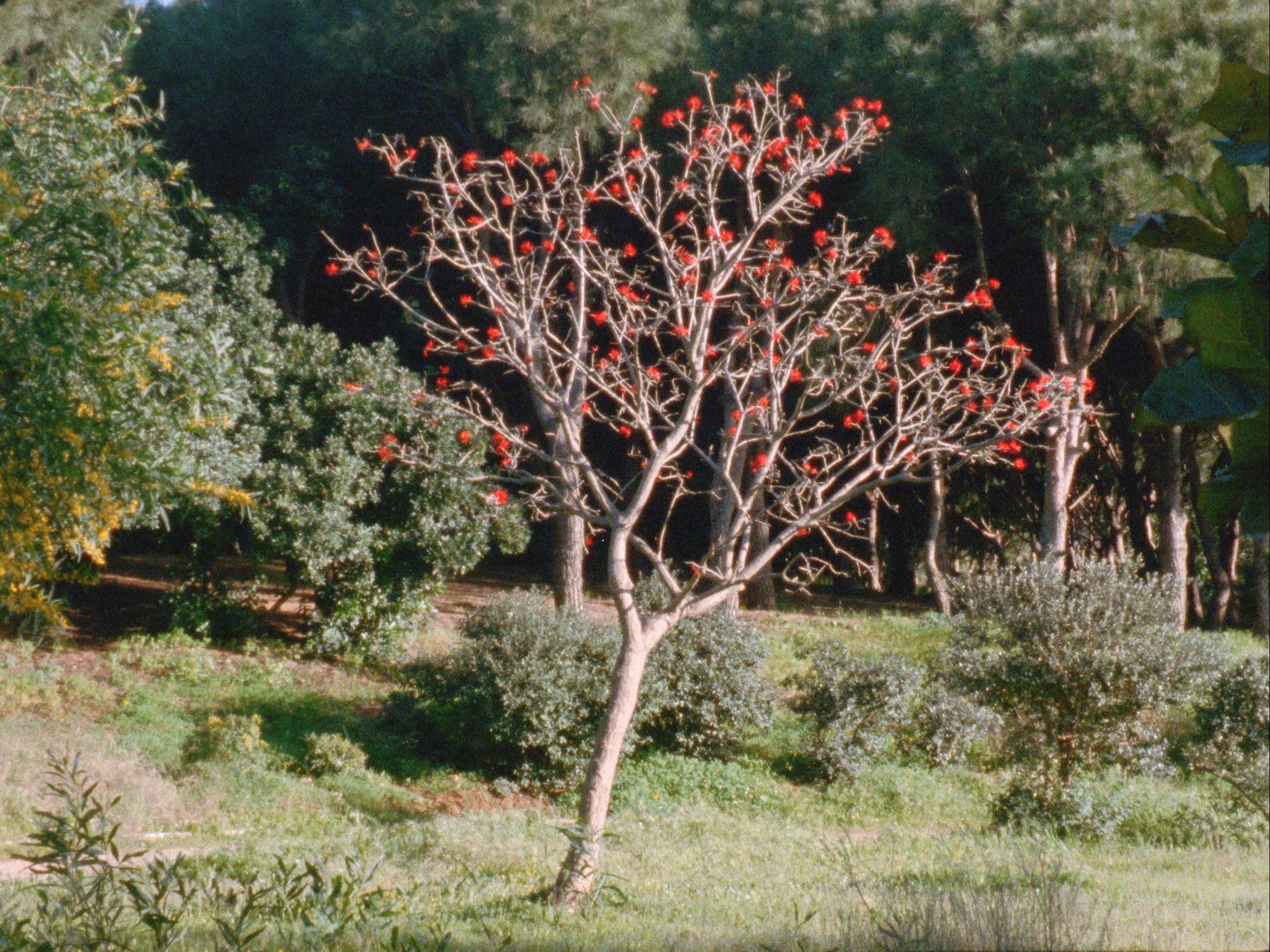 Apparitions Strange and Familiar: The Film and Video Works of Nour Ouayda